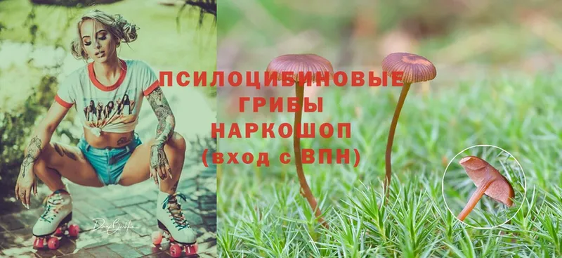 кракен зеркало  Княгинино  Галлюциногенные грибы Psilocybine cubensis  купить наркотики сайты 